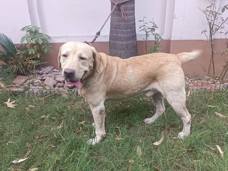 Labrador breader Male 4