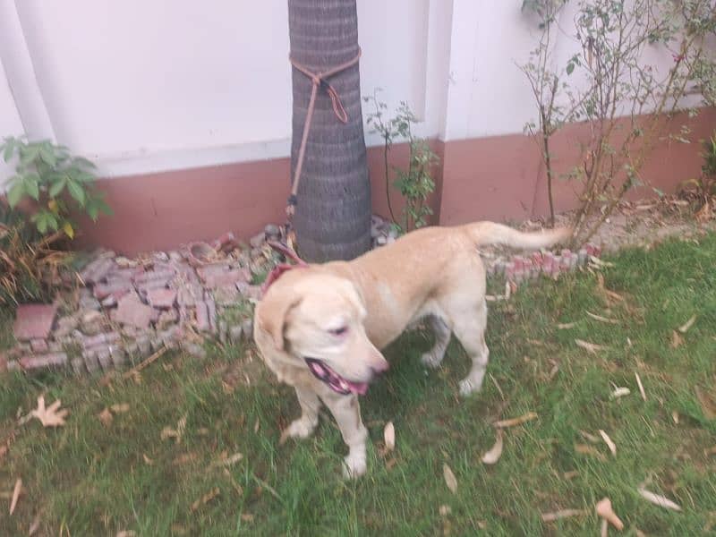 Labrador breader Male 5