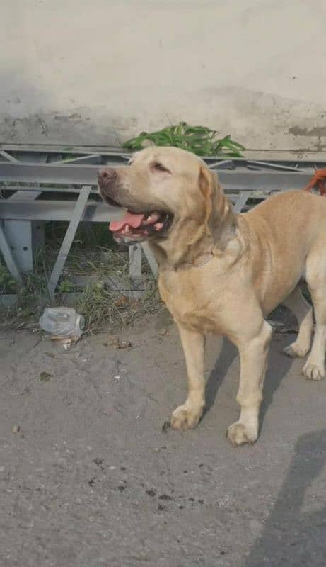 Labrador breader Male 7