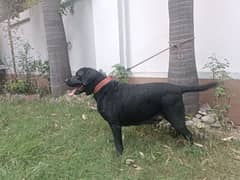 Labrador pedigree breader female