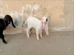 Gulabi Goat baby