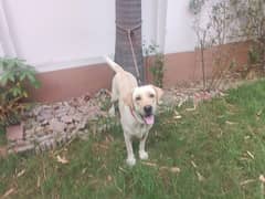 Labrador breader female