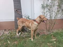 Labrador breader female