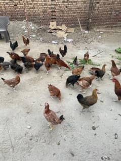 Golden Misri | Silver Golden | Hens | Murgiya | مرغیاں | Chicks | sale