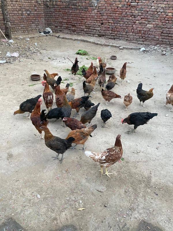 Golden Misri | Silver Golden | Hens | Murgiya | مرغیاں | Chicks | sale 1