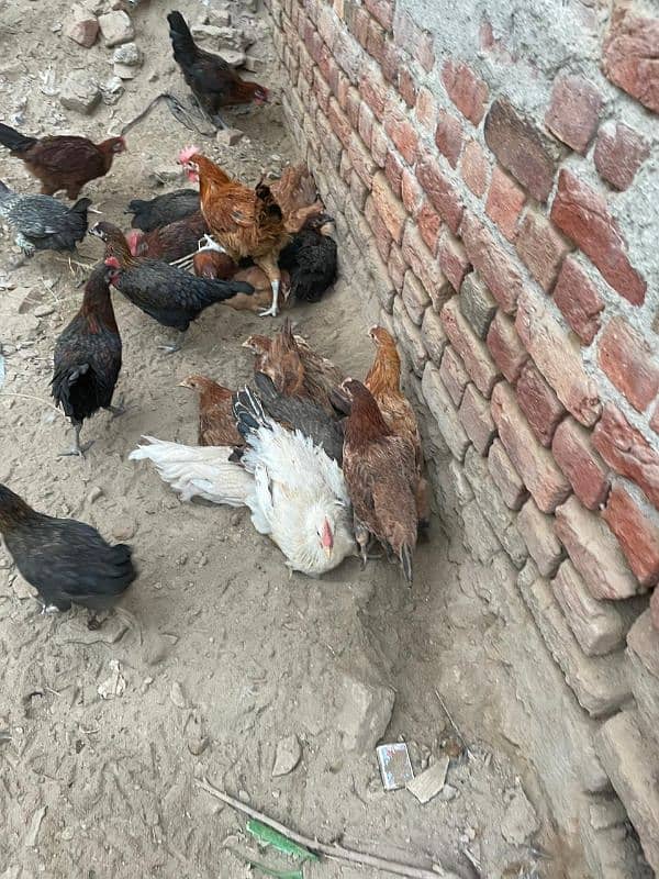 Golden Misri | Silver Golden | Hens | Murgiya | مرغیاں | Chicks | sale 2