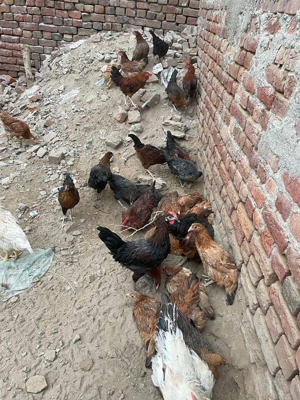 Golden Misri | Silver Golden | Hens | Murgiya | مرغیاں | Chicks | sale 3