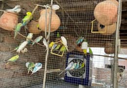 Australian parrots for sell location , 5 pairs