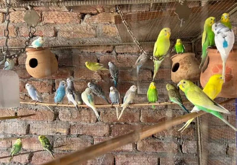 Australian parrots for sell location , 5 pairs 1