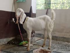 Female Pure Rajanpuri Gulabi Goat