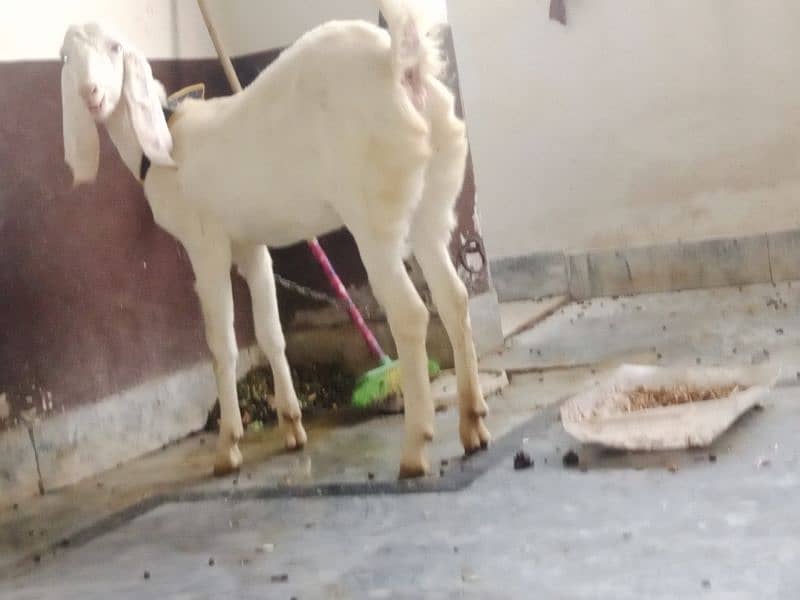 Female Pure Rajanpuri Gulabi Goat 1