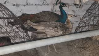 Peacock adult chicks pair