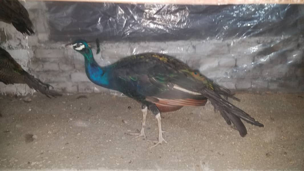 Peacock adult chicks pair 2