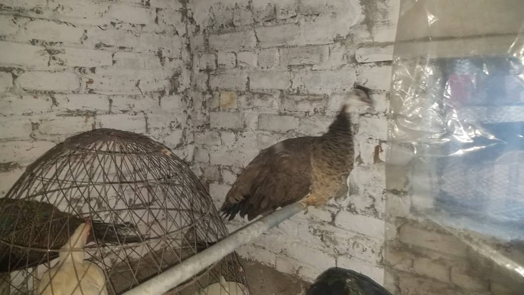 Peacock adult chicks pair 3