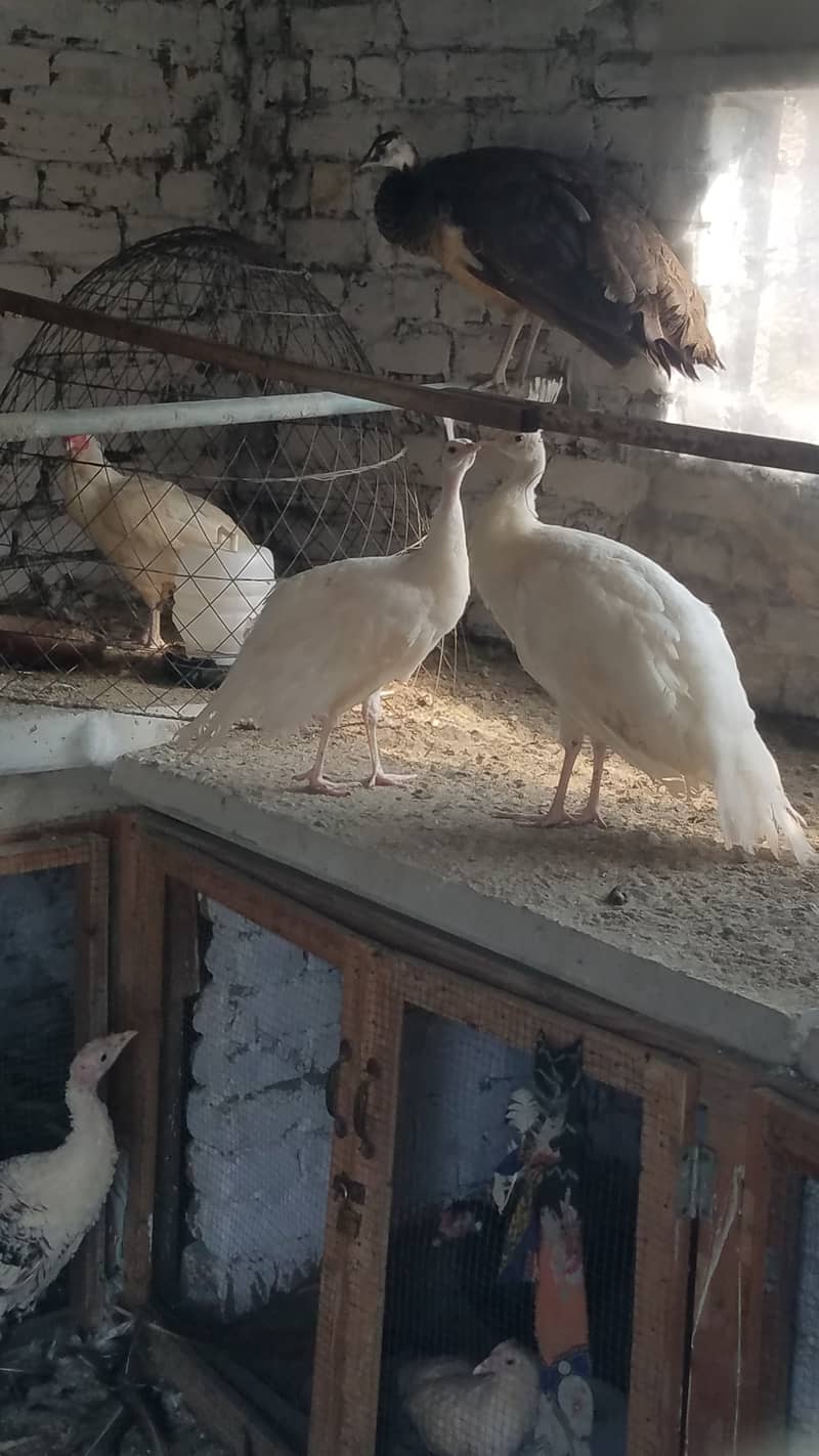 Peacock adult chicks pair 4