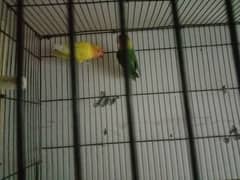 love birds for sale 03190657099 es pa call kar