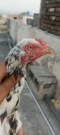 Aseel high quality female for sale {contact 0/3/3/6/5/0/2/3/6/7/4