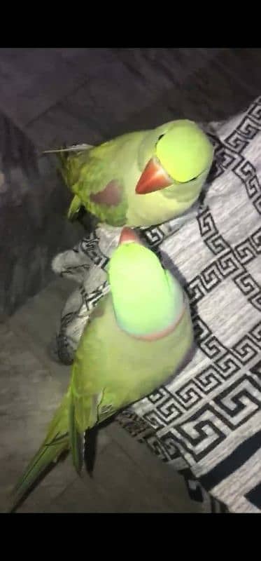 talking raw parrot breeder pair 4 year old 0