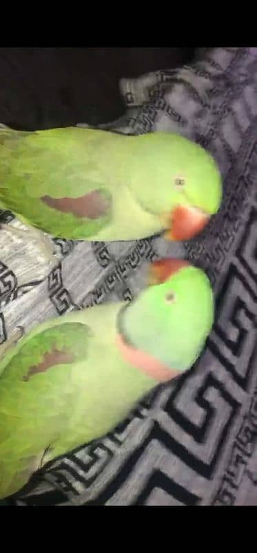 talking raw parrot breeder pair 4 year old 1