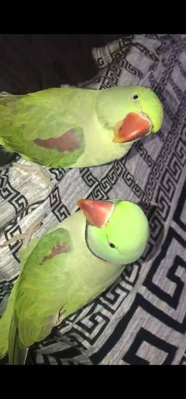 talking raw parrot breeder pair 4 year old 2