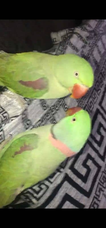 talking raw parrot breeder pair 4 year old 3