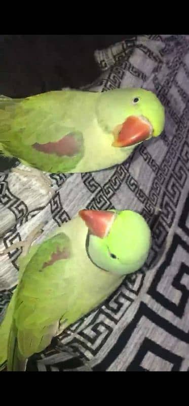 talking raw parrot breeder pair 4 year old 4