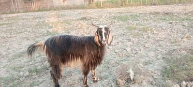 best goat under 35000 male