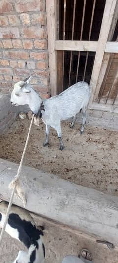 Beetal and Teddi Goats