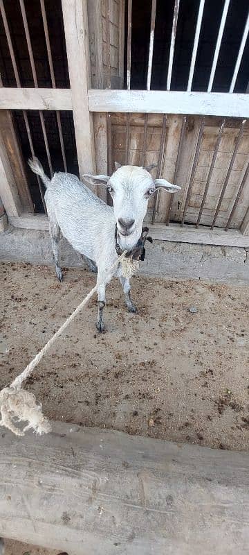 Beetal and Teddi Goats 2