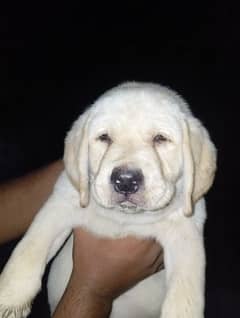 Labrador female puppy