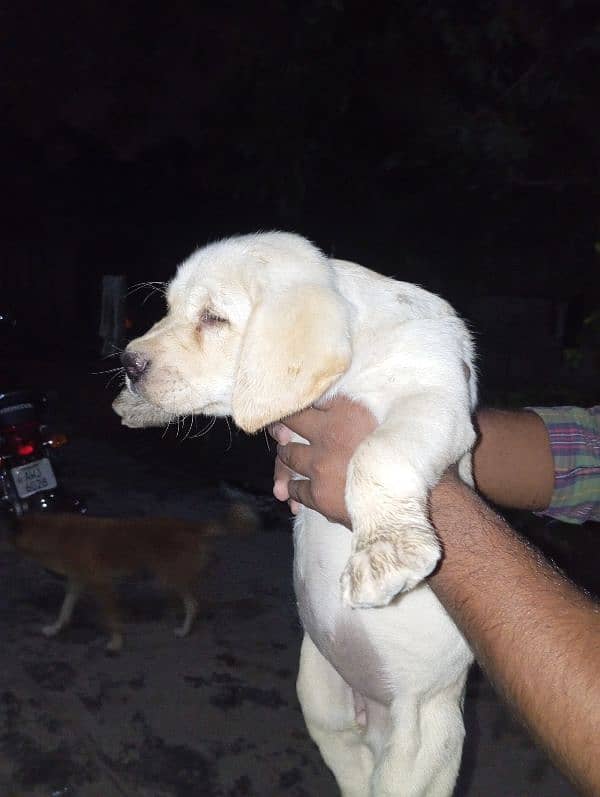 Labrador female puppy 1