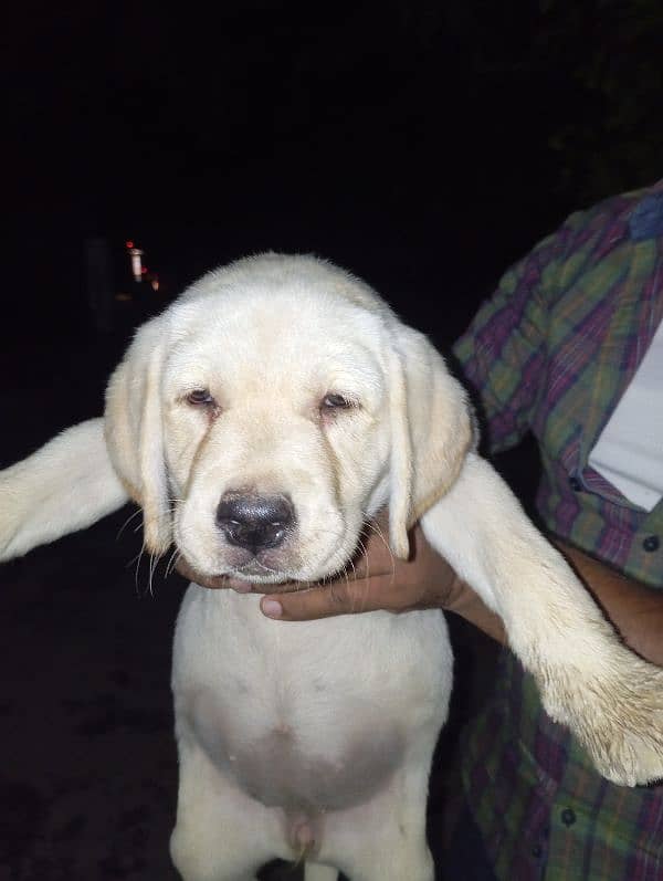 Labrador female puppy 2