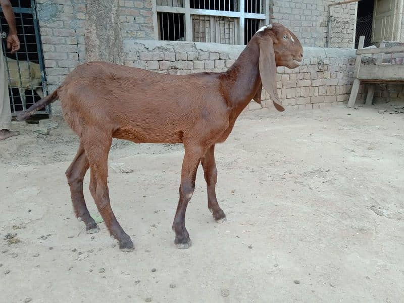 Beetal and Teddi Goats 7