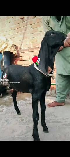 Bakra kheera bacah breader quality May