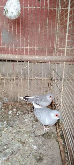 White tail dove Adult pairs