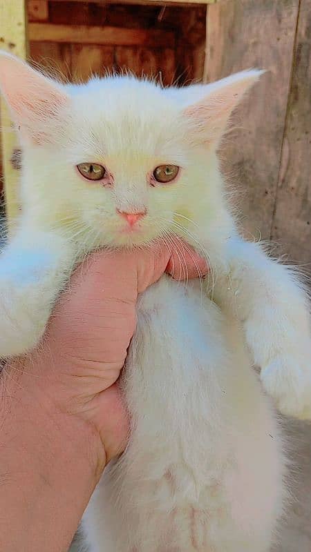 persian little kitten 1