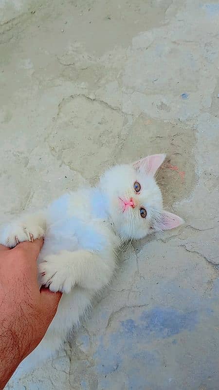 persian little kitten 2