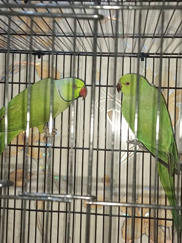 Healthy breeder pair 2