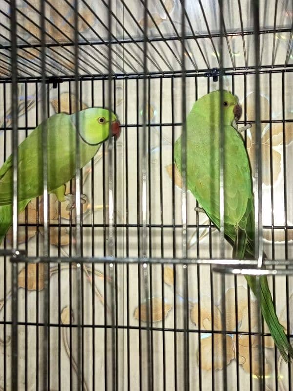 Healthy breeder pair 3