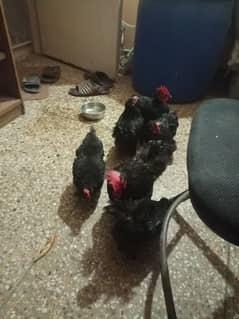 black bantam