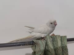 white parrot and 3 green parrot hand tamed for sale 0