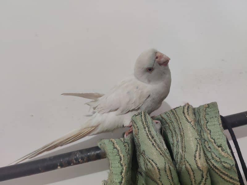 white parrot and 3 green parrot hand tamed for sale 1