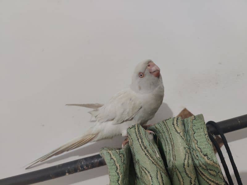 white parrot and 3 green parrot hand tamed for sale 2