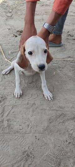 English pointer