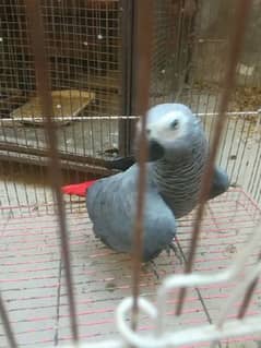 african grey parrot for sale