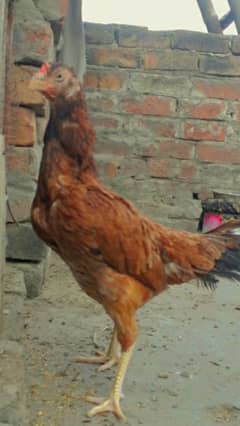 Ma Sha Allah Amrohi x mianwali 0 size female