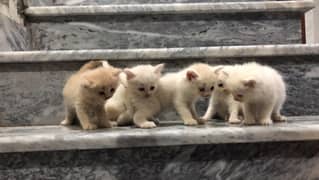 5 Kittens blue eyes triple coat