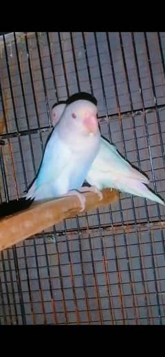 Albino red eye male lovebird