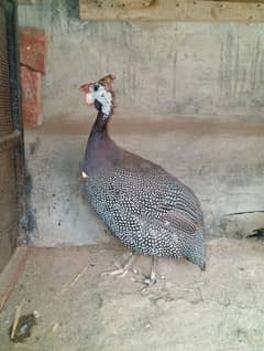 guinea fowl chakor female for sale