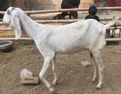 Goat بکری سونے والی